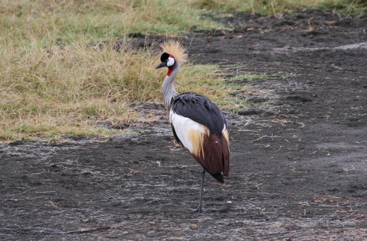 arusha NP tanzania romina facchi exploringafrica safariadv safari travel