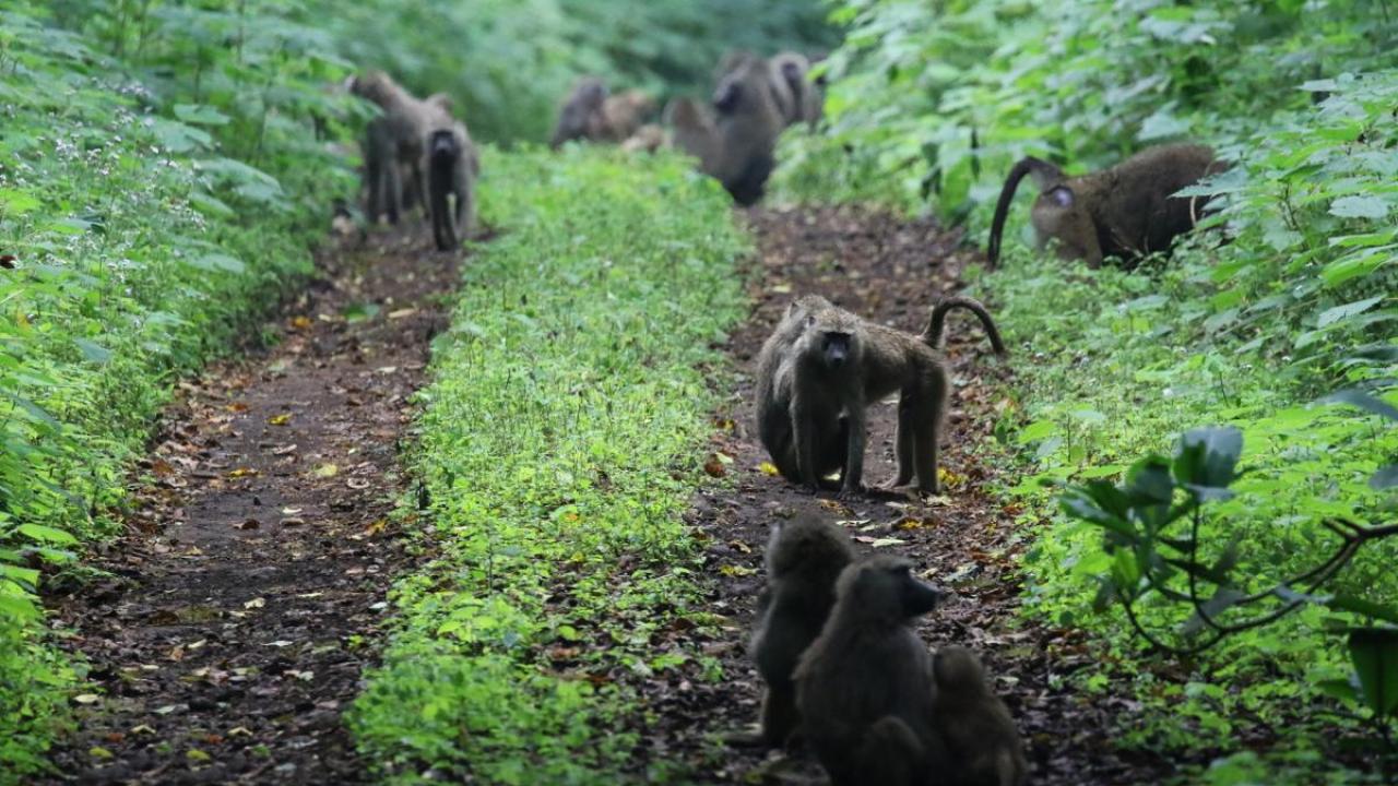 arusha NP tanzania romina facchi exploringafrica safariadv safari travel