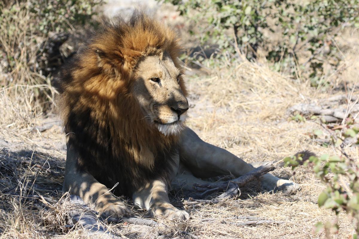 exploringafrica safariadv romina facchi botswana moremi