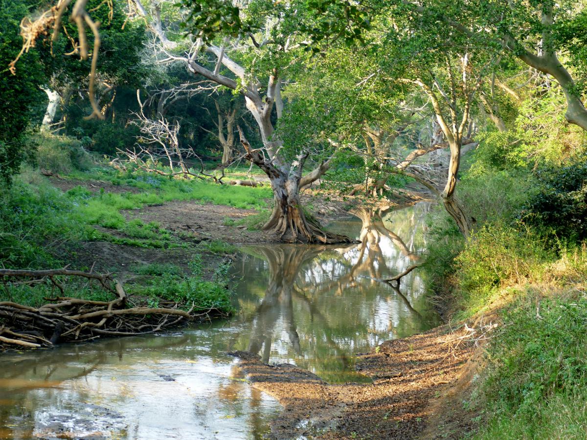 isimangaliso birdwatching safari