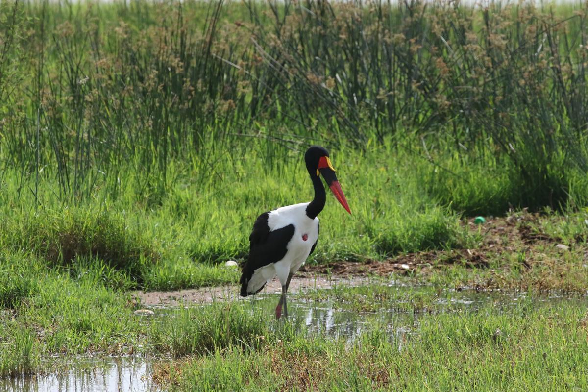 Ethiopia on the road lake ziway