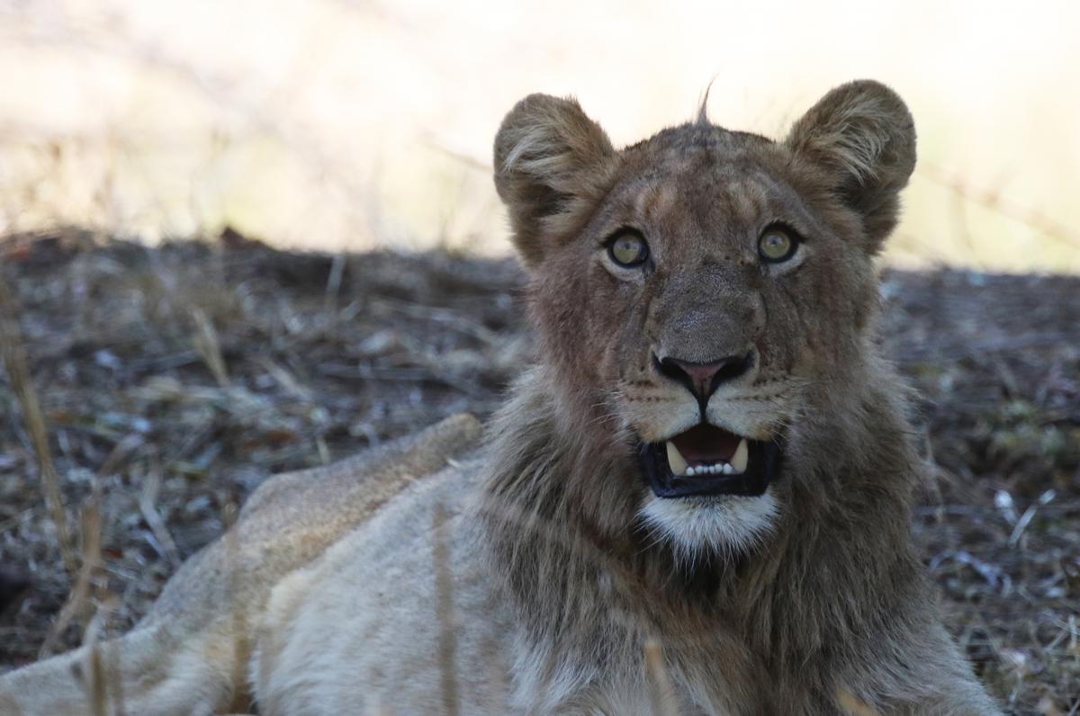 botswana safariadv